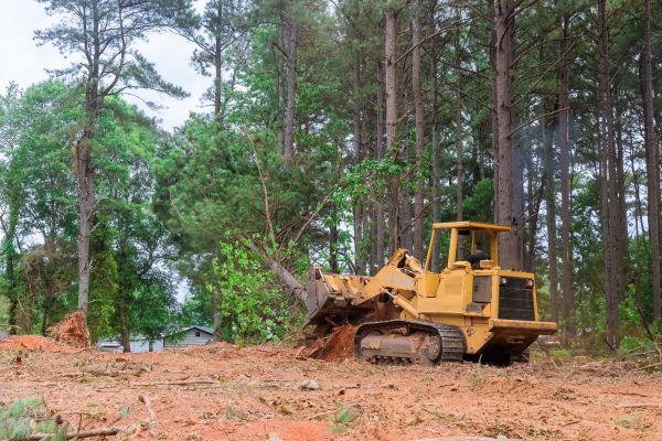 Cost of Forestry Clearing in Tucson