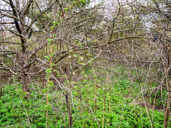 Underbrush Clearing in Tucson