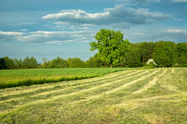 Cost of Vegetation Removal in Tucson
