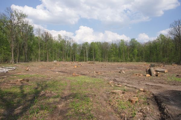 Cost of Pasture Clearing in Tucson