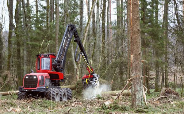 Cost of Forest Clearance Service in Tucson
