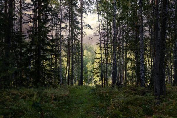 Cost of Pine Tree Clearing in Tucson