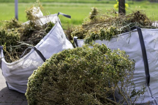Cost of Bushes Clearing in Tucson