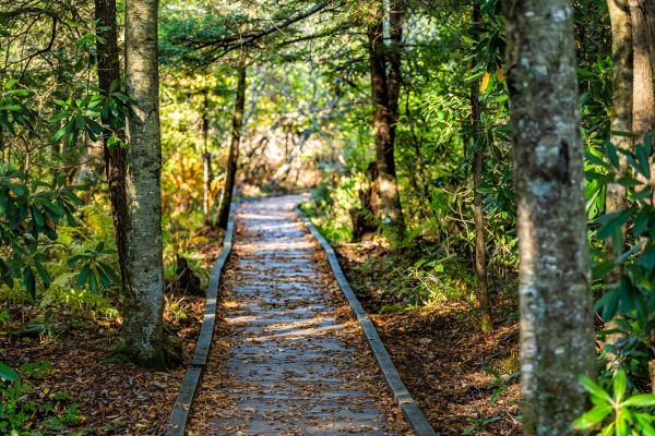 Cost of Trail Clearing in Tucson
